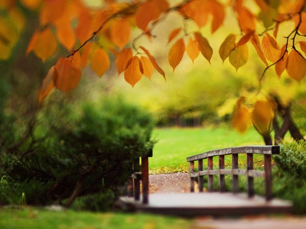 Природа осень