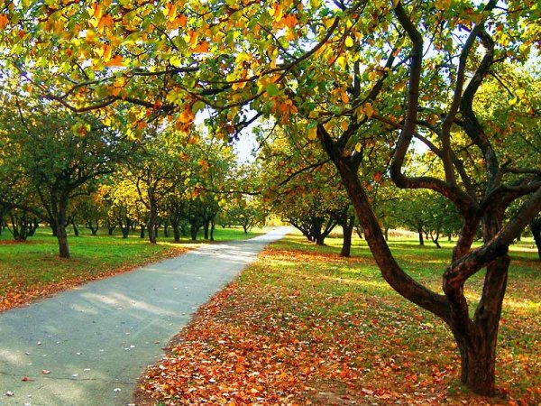 Доброй осени бабьего лета