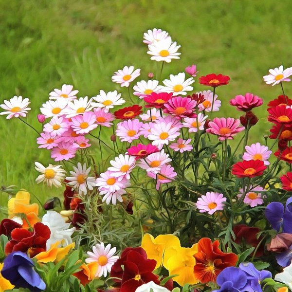 Летние цветы