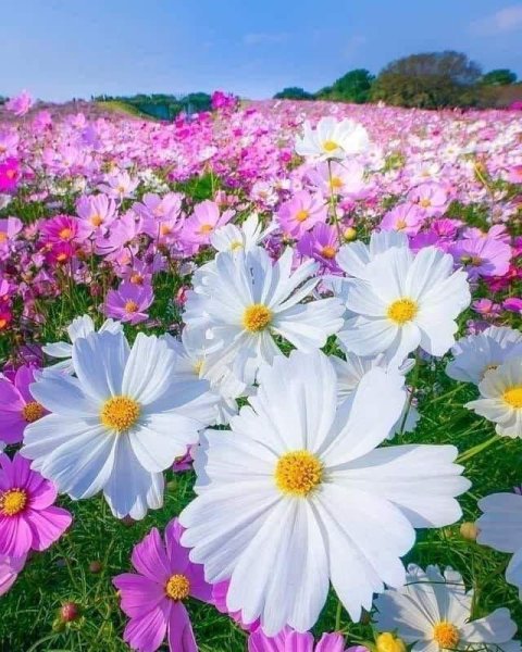 Полевые цветы космея