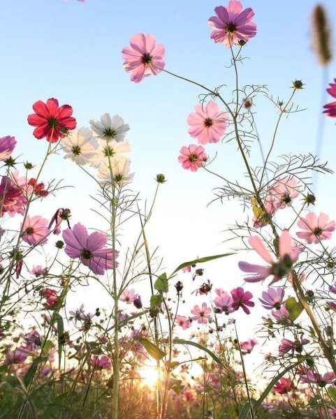 Летние цветы