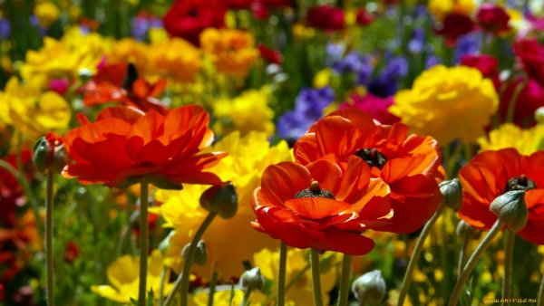 Цветочная Поляна