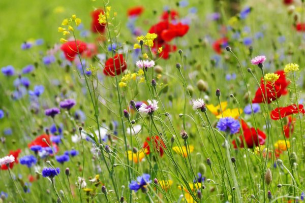 Летние цветы