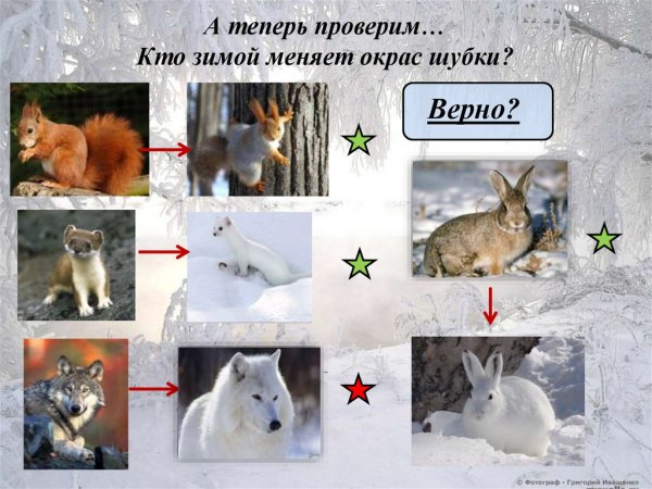 Животные меняющие окраску зимой