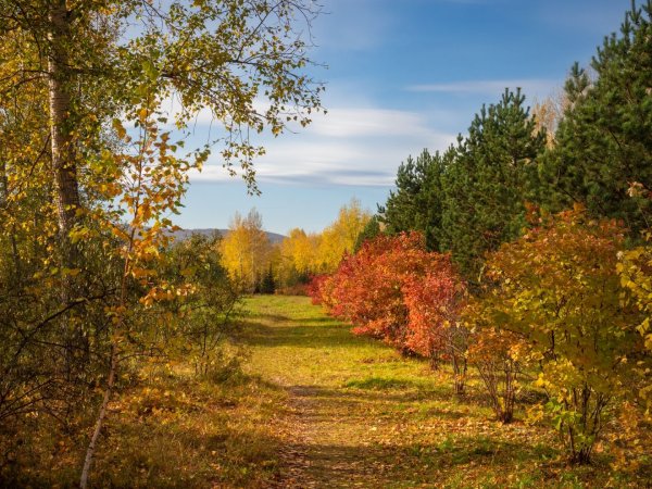 Сентябрь природа бабье лето