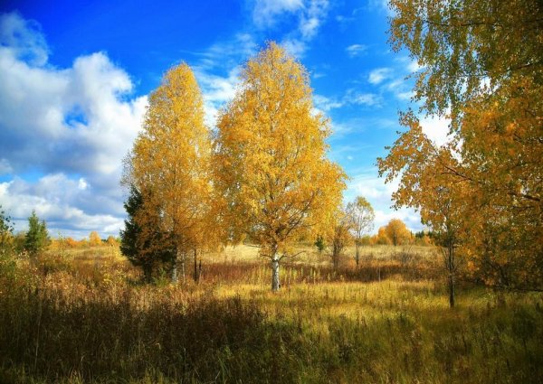 Береза летом и осенью