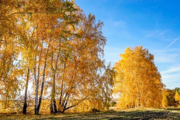 Береза осень