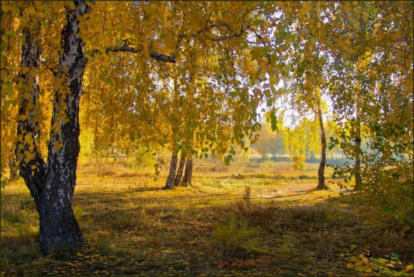 Золотая осень бабье лето