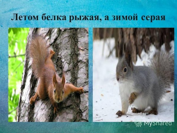 Белка летом и зимой для детей
