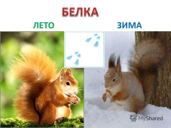 Белка летом и зимой для детей