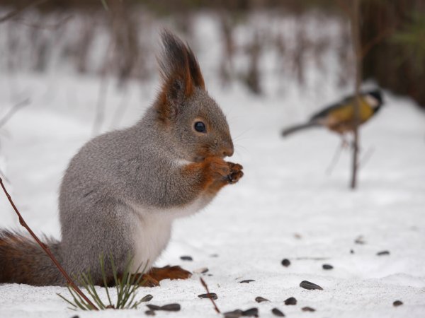 Пестовский парк белка зима