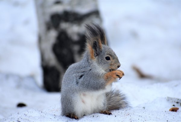 Белки в зимней шубке