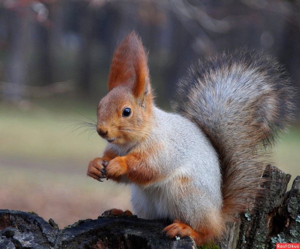 Крымская белка телеутка