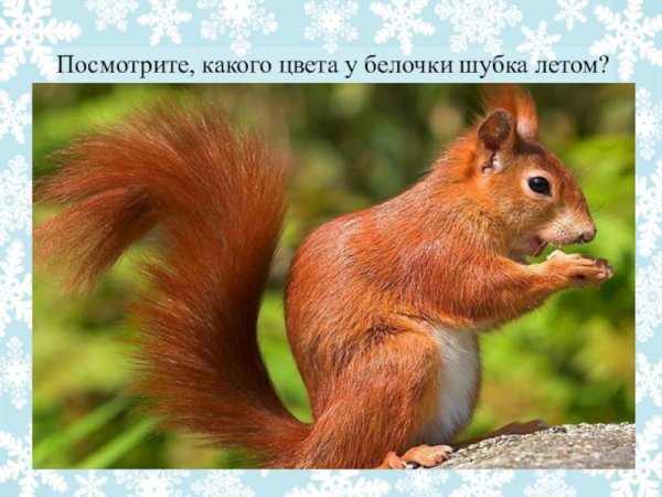 Белка летом окрас