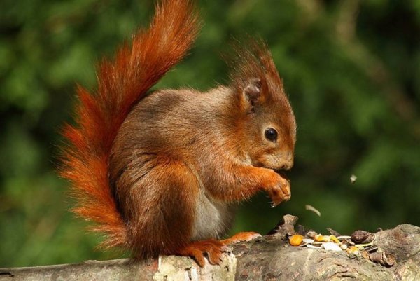 Рыжая белка