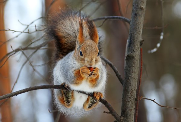 Зайчик и Белочка