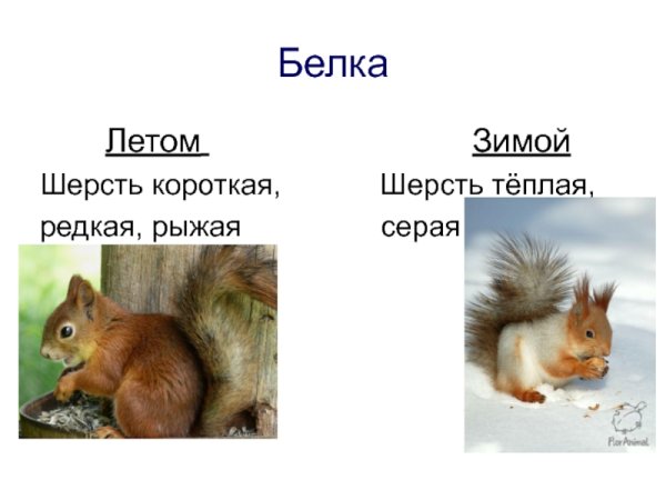 Белка летом