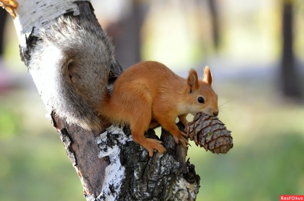 Белки зимой