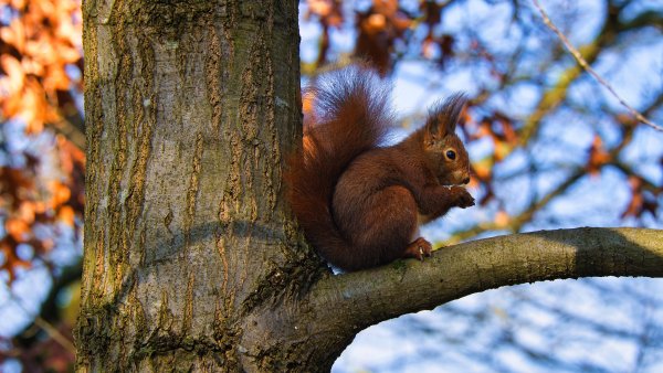 Доклад о белке