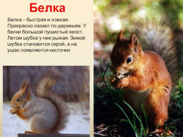 Линька белки