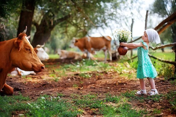 Лето в деревне с животными