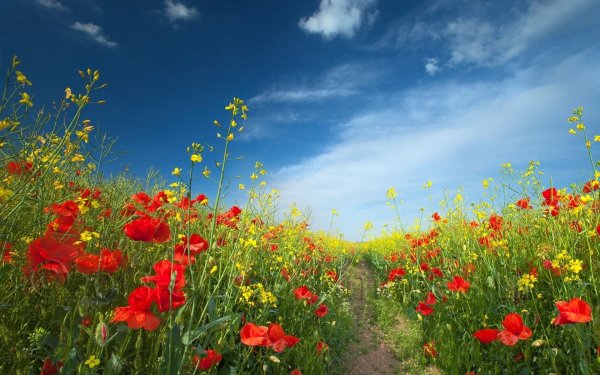 Обои с бабочками