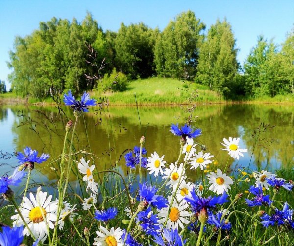 Природа лес озеро лето река цветы
