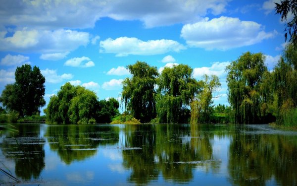 Природа река деревья