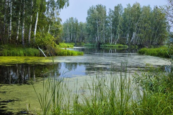 Природа лес река Березки