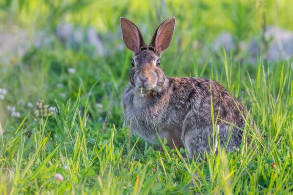Заяц летом фото