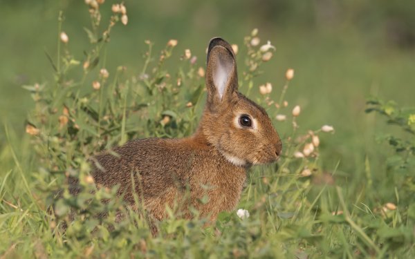 Заяц фото для детей
