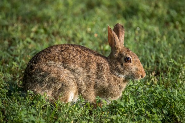 Ракитниковый заяц