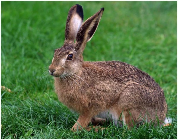 Заяц Русак с зайчатами