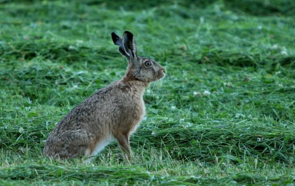 Заяц Русак в тайге