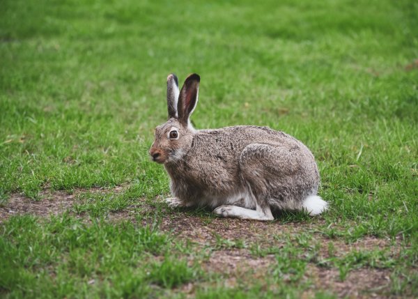 Заяц Русак Карелия
