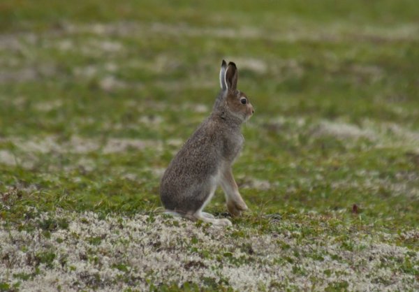 Зайцеобразные заяц Беляк