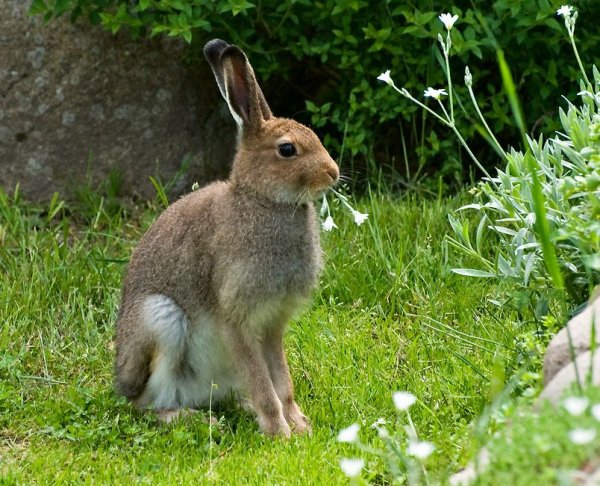 Заяц летом в лесу
