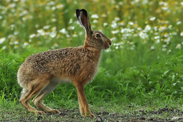 Заяц-Русак Урала