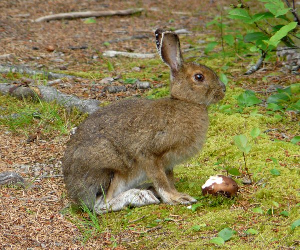 Животные тайги заяц Беляк