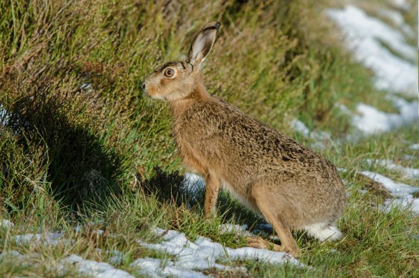 Заяц Русак (Lepus europaeus)