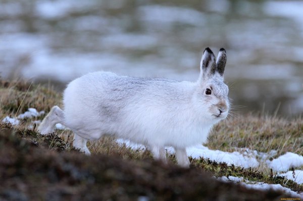 Заяц Беляк и Русак