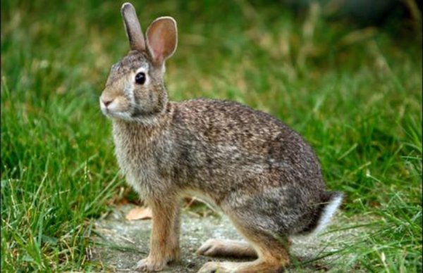 Дикие кролики в природе