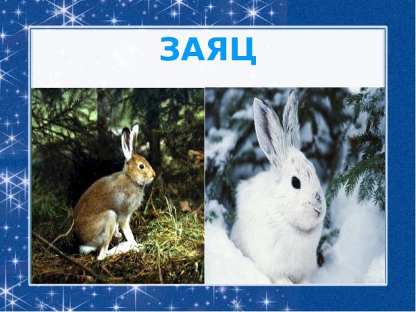 Заяц Беляк зима лес