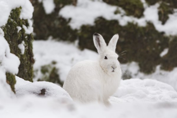 Окрас зайца беляка