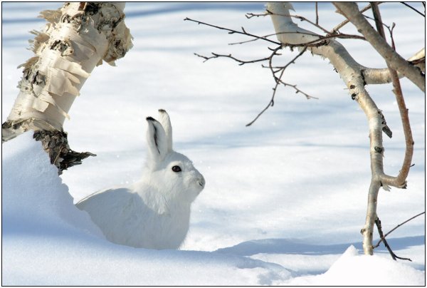 Заяц Беляк картина