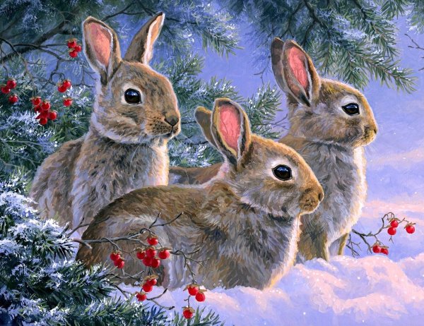 Заяц Беляк толай и Русак