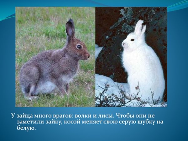 Художник пенни Паркер