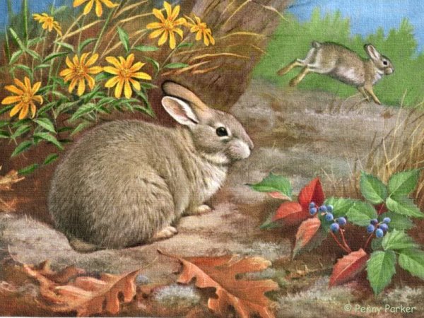 Заяц Русак зимой и летом окрас