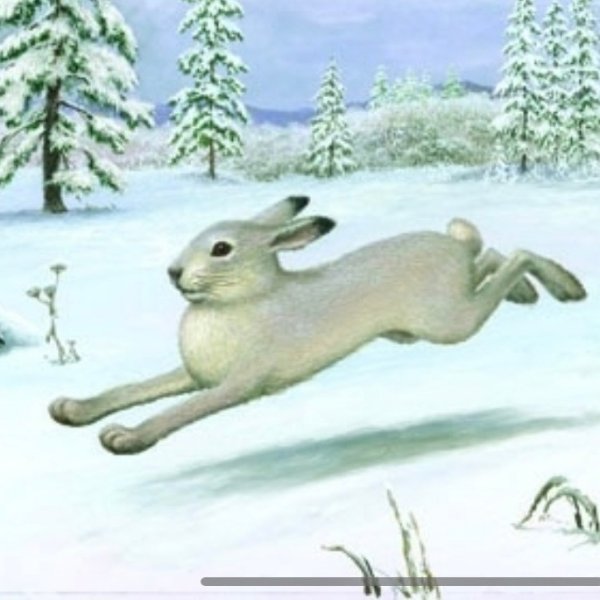 Заяц меняет шубку