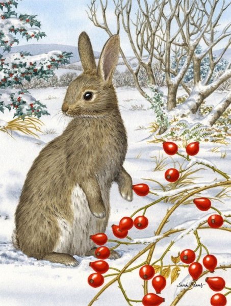 Следы зайца беляка для детей